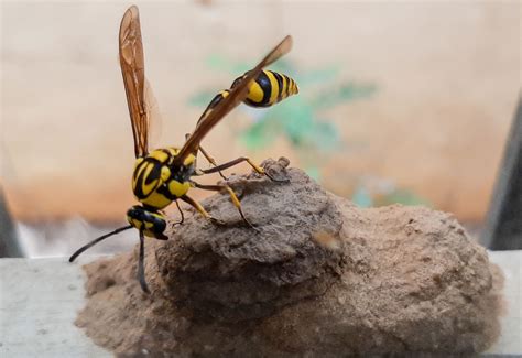 Tale of Two Wasps – My Nature Chronicles