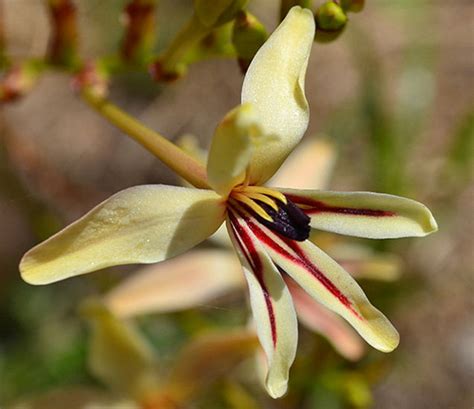 Tritonia Four | Pacific Bulb Society