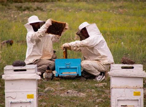 The Art Of Using Bee Skeps In Traditional Beekeeping - Beekeeping 101