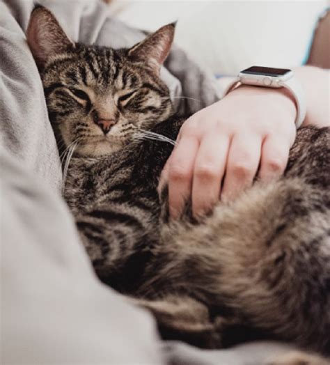 Inilah 6 Cara Agar Kucing Mengenali Majikannya, Para Catlovers Wajib Coba!