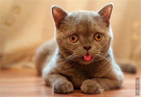 Смешной котенок » Jo-jo * Твоё место под солнцем