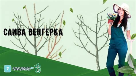 Слива Венгерка - YouTube
