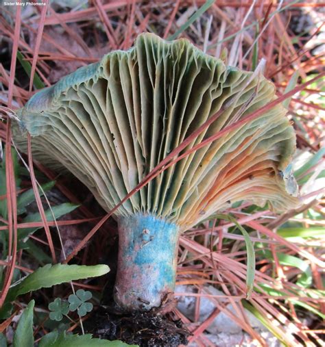 Lactarius paradoxus (MushroomExpert.Com)