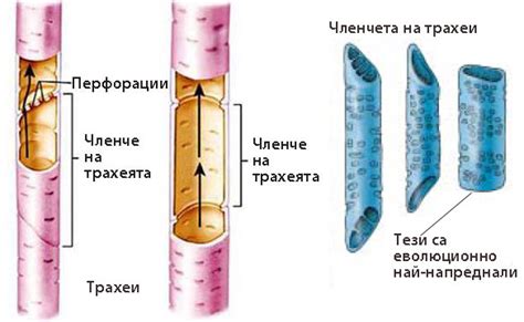 Проводящи тъкани - Страница 4