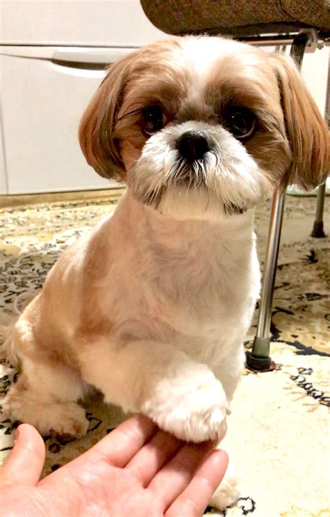 15 things you should know about the shih poo breed information guide – Artofit