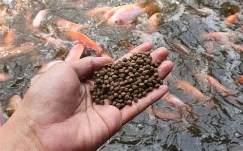 aturan pakan ikan nila  pemberian pakan  benar ngunyah