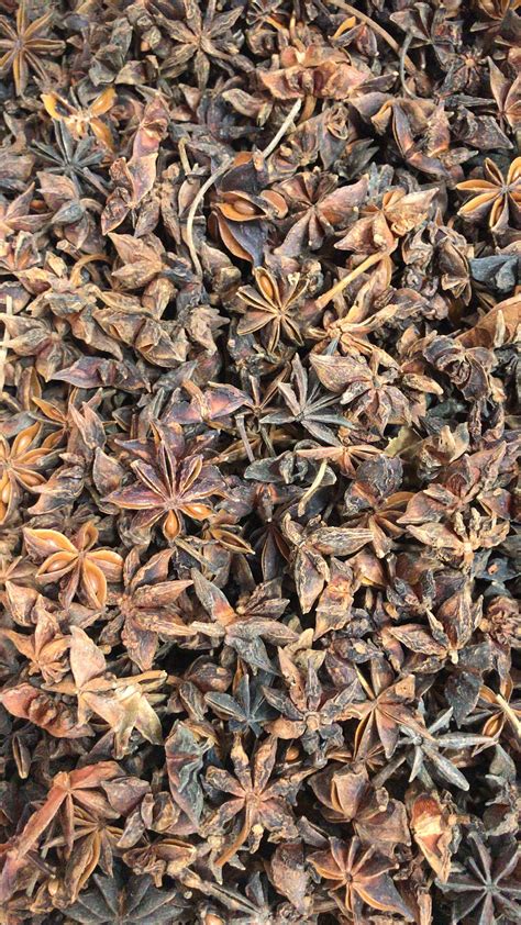 Badiyan Star Aniseeds Superior Quality Autumn at Rs 1550/kilogram ...
