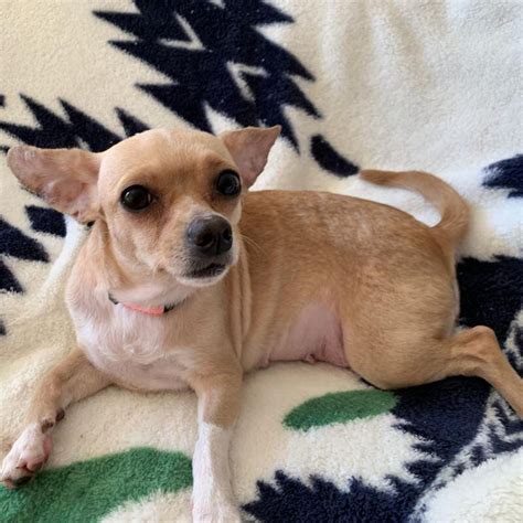 Meet your new bestie. These pets will bring warmth during the coldest ...
