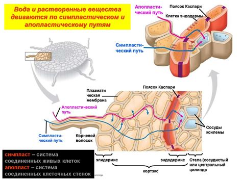Физиология растений - online presentation