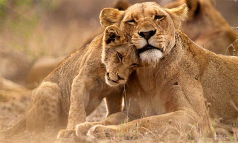 Quais São Os Animais Mamíferos - Mamíferos: características, classificação e exemplos - Escola Kids