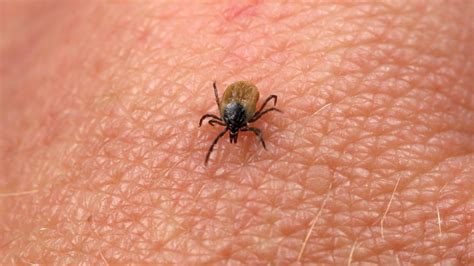 Важни съвети срещу ухапване от кърлеж - Общество - Новини Бг