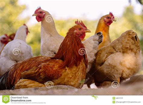 Yellow chooks stock image. Image of livestock, animal - 48572731