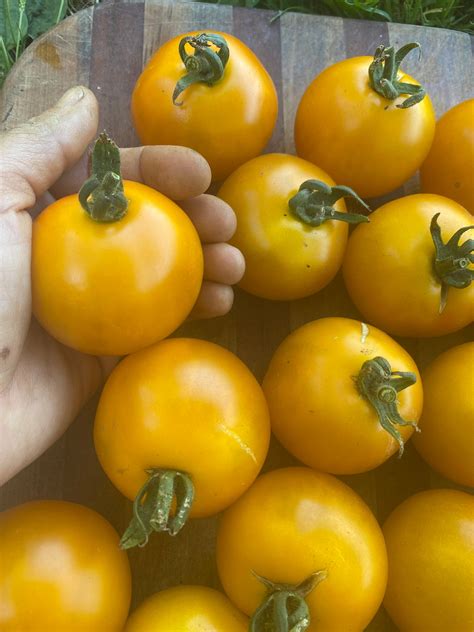 'Yellow Scotland' Tomato – Experimental Farm Network Seed Store