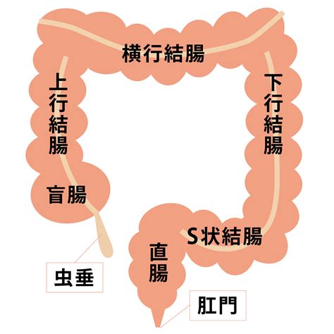 大腸解剖生理図 | 大腸 解剖生理 イラスト – SEBEN