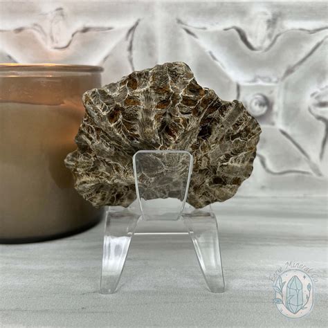 Coral Jade aka Fossilized Actinocyathus Coral Specimen – Eerie Mineral Co.