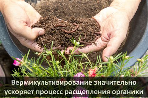Производство биогумуса в домашних и промышленных масштабах - Диптера