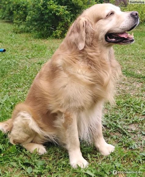 Корм для собак Royal Canin Renal DOG Корм для собак Ренал при почечной ...