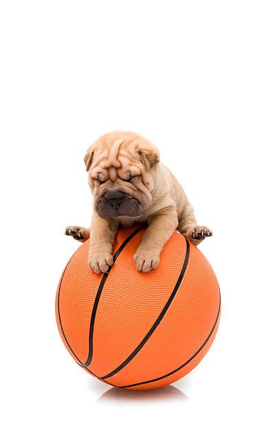 40+ Shar Pei And A French Bulldog Puppy Stock Photos, Pictures ...