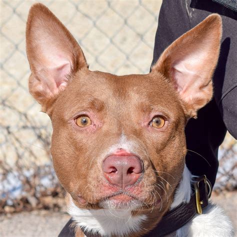 Osiris - Animal House Shelter