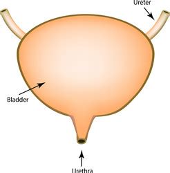 anatomical structure   urinary bladder vector image