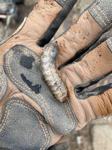 Large caterpillar looking bug under large rock. Southern California