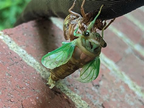 The emergence! : r/insects