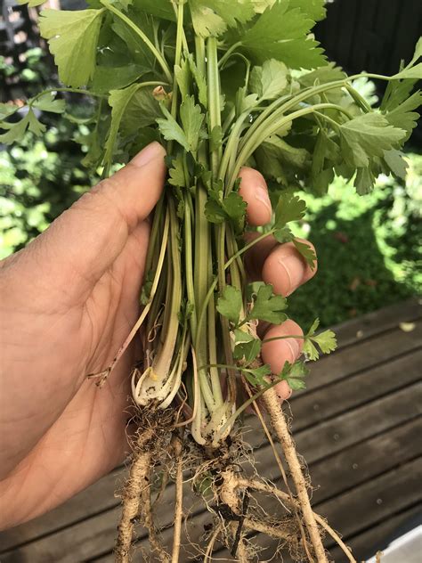 Is this celery or lovage or something else? Smells like celery but