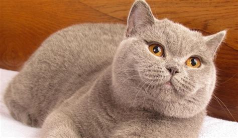Hey Hooman you're up late. | Cats, Pets, Animals