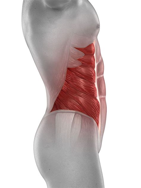 upper abdominal muscle spasm