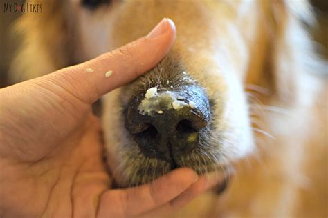 Should A Dogs Nose Be Dry