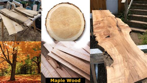 maple wood properties colors  hardness types advantages