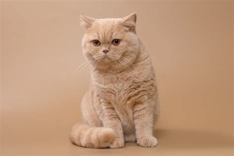 15 Shorthaired Cat Breeds (With Info & Pictures) - Catster