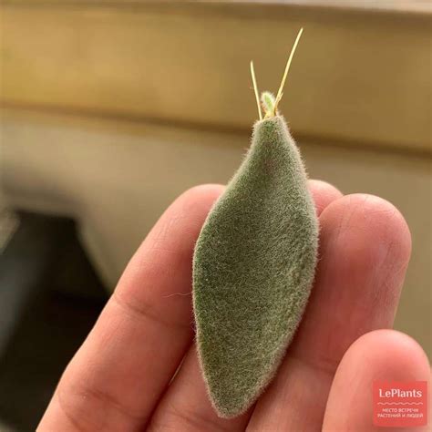 Каланхоэ войлочное (Kalanchoe tomentosa) — описание, выращивание, фото ...