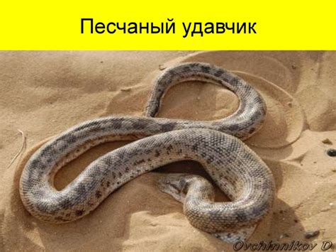 Пустыня. Природные условия пустыни - online presentation