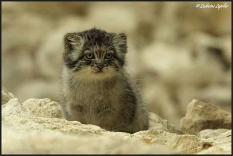 Pallas Cat Appreciation!