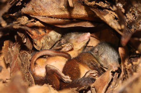 After 70 years, juvenile Mindanao treeshrews spotted anew on Dinagat ...