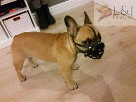 light leather dog muzzle  french bulldog etsy