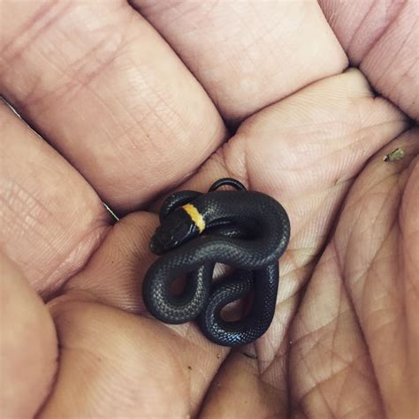 A baby Ringneck snake, upstate NY : r/aww