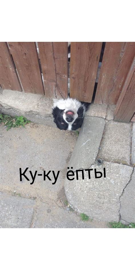 Мемчик | Animals, Ferret