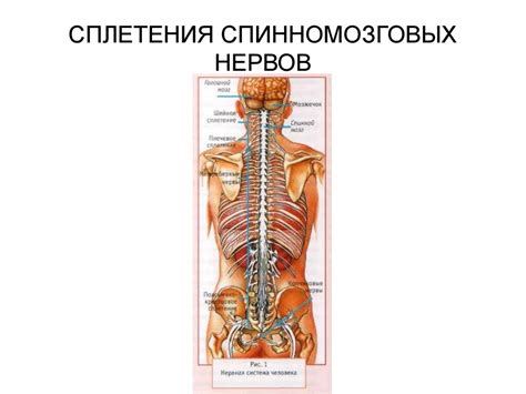 Нервная система - презентация онлайн