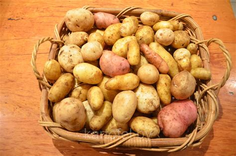 Купить семенной картофель в Беларуси от производителя Темп-ЗСА