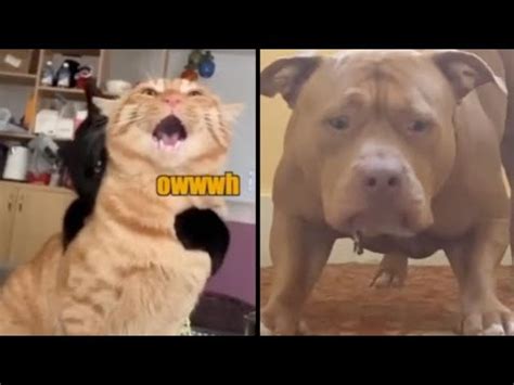 Best Animal Voiceovers - Ep. 40 - YouTube