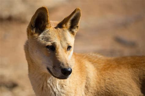 Dingo Cartoon - Bones Indicate Tasmanian Tiger, Now Extinct, Ambushed ...