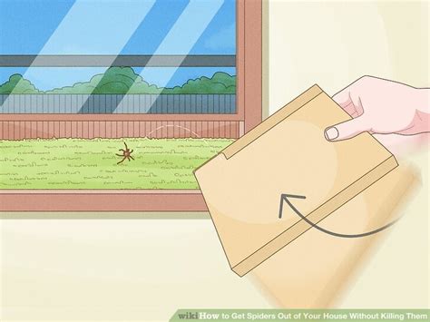 how to get spiders out of your house