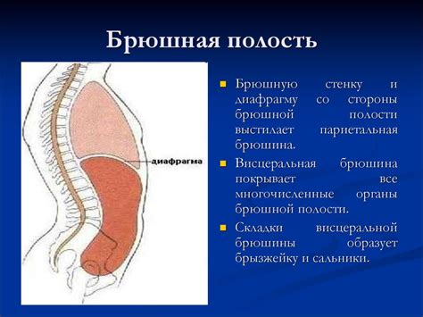 Исследование транссудатов и экссудатов - презентация онлайн