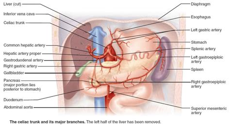 Duodenum anatomy, parts, location, duodenum function & problems