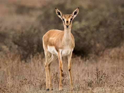 Goitered Gazelle | Natural Atlas