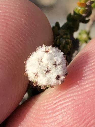 phylica brevifolia inaturalist