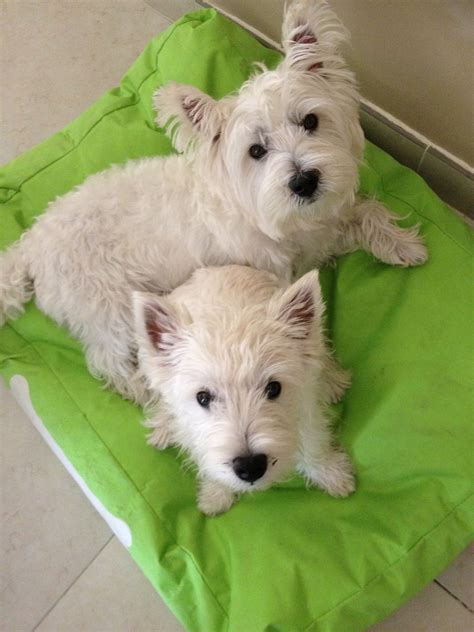 West Highland White Terrier Dog Breed Information, Images ...