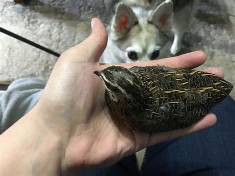 What kind of quail is this? Button? Coturnix? Hybrid? | BackYard